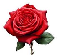 rosa
